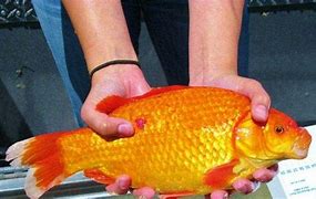Image result for Goldfish in Lake