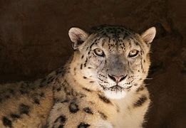 Image result for Were Snow Leopard