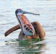 Image result for Happy Pelican