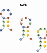 Image result for Hairpin DNA 矢量图