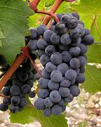 Image result for O Fournier Cabernet Sauvignon Cabernet Franc