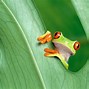 Image result for Frog Home Screen