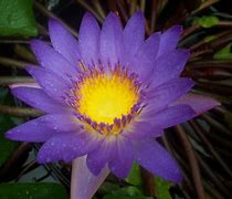 Image result for A Purple Flower
