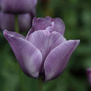 Image result for Tulipa Bleu Aimable