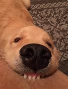 Image result for Cute Funny Dog Faces