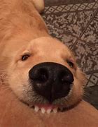 Image result for Dog Face Text