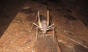 Image result for Playing Cave Cricket