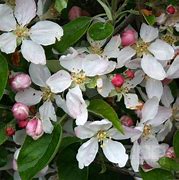 Image result for MALUS GOLDEN DELICIOUS