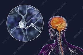 Image result for Human Head and Brain and Neurons