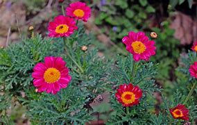 Image result for Tanacetum Brenda (Coccineum-Group)