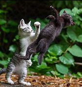 Image result for Two People Fighting Meme