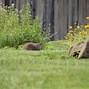 Image result for Groundhog Running