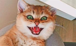 Image result for Crazy Cat