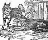 Image result for Wolf Dog Crossbreed