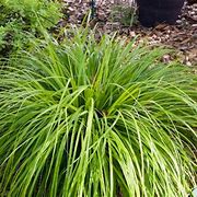 Image result for Carex howardii Phoenix Green