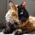 Image result for Two-Face Cat