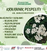 Image result for choszczowe