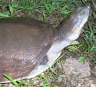 Image result for Cyclanorbis Trionychidae