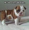 Image result for Pics of Funny Furry Animals
