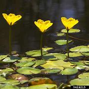 Image result for Yellow Floating Heart