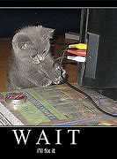 Image result for Funny Computer Cat