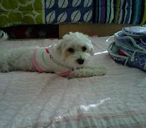 Image result for Maltipoo Face