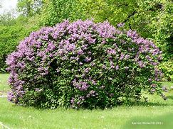 Image result for Common Purple Lilac Bush