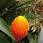 Image result for Different Species of Exotic Plants