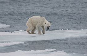 Image result for Endangered Animals Polar Bear