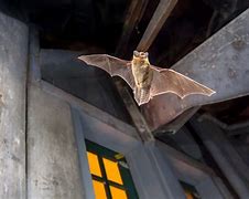 Image result for Pest Control Bats