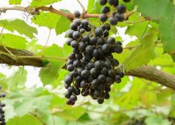 Image result for Hanging Grapes On Vine