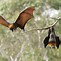 Image result for Upside Down Bat Open Wings
