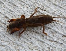 Image result for Mole Cricket Insect