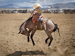 Image result for Wild Horse Cowboy Riding