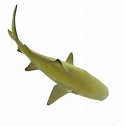 Image result for Lemon Shark Toys