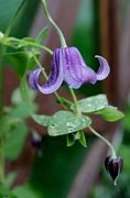 Image result for Clematis Fascination