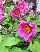 Image result for Anemone hybrida (x) Margarete