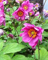 Image result for Anemone hybrida Margareta