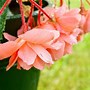 Begonia multiflora La Madelon に対する画像結果
