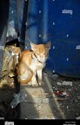 Image result for Stray Cats Philippines