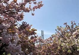 Image result for Osaka Japan Cherry Blossom