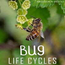 Image result for Angel Insect Life Cycle