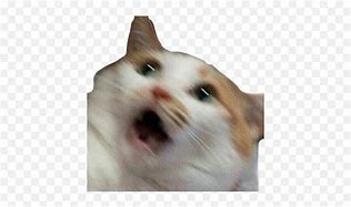 Image result for Shocked Cat Emohi Meme