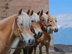 Image result for Haflinger Horse Show