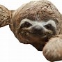 Image result for Sid the Sloth Smiling