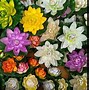 Image result for Huawei P50 Pro Sample Photos