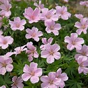 Image result for Geranium Pink Pouffe