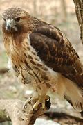 Image result for Beautiful Red Tailed Hawk Meme