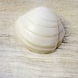 Image result for Clam Shell Identification