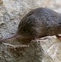 Image result for Mice vs Mouse vs Rat